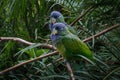 Pair of Scaly-headed Parrots