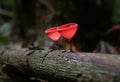 Pair of Scarlet Elf Cup Fungi or Champagne Glass Mushroom Growing on Decayed Log in the Rain Forest of Thailand