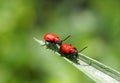 Scarlet Lily Beetle Or Lilioceris Lilii