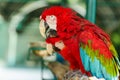 pair of scarlet macaw (Ara macao), red parrot Royalty Free Stock Photo