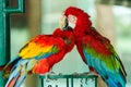 pair of scarlet macaw (Ara macao), red parrot Royalty Free Stock Photo