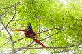 Pair grooming scarlet macaws, Ara macao or Arakanga Royalty Free Stock Photo