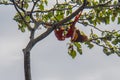 pair of Scarlet Macaws in tree Royalty Free Stock Photo