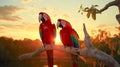 A pair of scarlet macaws perched on a sturdy branch