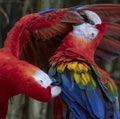 Scarlet macaws preening in Brevard Zoo