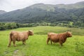 Pair of Scottish Highland Cattle Royalty Free Stock Photo