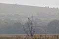 White tailed eagles together in tree