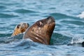 Pair of sea lions