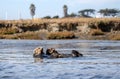 Pair of Sea Otters [enhydra lutris] in the Elkhorn Slough at Moss Landing on the Central Coast of California USA Royalty Free Stock Photo