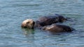 Pair of sea otters floating in Pacific ocean at Homer Alaska USA Royalty Free Stock Photo