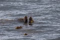 A pair of Sea Otters popping their heads out of the water Royalty Free Stock Photo