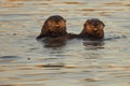 Pair Of Sea Otters Royalty Free Stock Photo