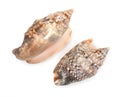 Pair of sea shells isolated on white. Top wiev, close up