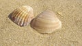 Pair of sea shells on the sandy beach