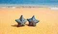 Pair of sea stars at the sand beach