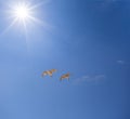 Seagull flying over a sky in light of sparkle sun Royalty Free Stock Photo