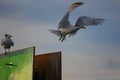 Pair of Seagull rest in a structure in the middle of the sea Royalty Free Stock Photo