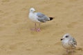 A pair of seagull on the sand Royalty Free Stock Photo