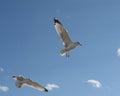 Pair of seagulls in blue sky