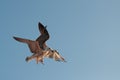 Two seagulls flying side by side and looking at the camera