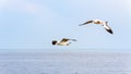 Pair of seagulls happy flying above the sea