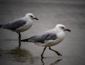 Pair of Seagulls Marching on the Sand