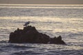 Pair of seagulls on the rocks at sunset Royalty Free Stock Photo