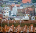 Pair of seagulls on roof top