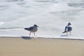 Pair of seagulls vacation at the beach