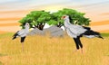 A pair of secretary bird Sagittarius serpentarius stands in a dry African savanna with tall grass and trees on the horizon