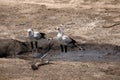 Pair of Secretary Birds Royalty Free Stock Photo