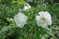 Pair of semi double flowers of white rose