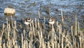 A Pair of Semipalmated Plovers Standing in the Marsh