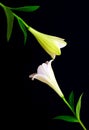 Elegant pair of blooming oriental lilies in ying yang position on black background