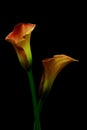 Pair of sensual orange yellow color calla lilies against black backdrop Royalty Free Stock Photo