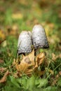 Pair Shaggy Ink Cap Mushroom . Royalty Free Stock Photo