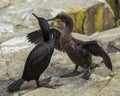 A Pair of Shags. Youngster and adult. Royalty Free Stock Photo