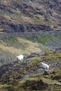 Sheep of Snowdonia