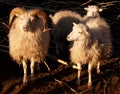 Pair of sheeps Royalty Free Stock Photo