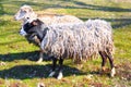 Pair of Sheeps Royalty Free Stock Photo