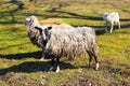 Pair of Sheeps with Lamb Royalty Free Stock Photo