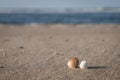 Pair of Shells at the Beach