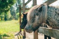 Pair of shetland pony horses sticking head through paddock