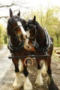 Pair of Shire horses harnessed together with the NHS rainbow colours on a horse shoe attached to their harness