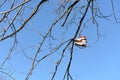 Pair of Shoes Hanging on Tree Branches Royalty Free Stock Photo