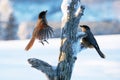 A pair of Siberian jays, one of them flying
