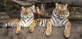 Pair of Siberian tiger Panthera tigris altaica Royalty Free Stock Photo