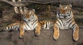 Pair of Siberian tiger Panthera tigris altaica