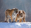 Pair of Siberian tigers in a snowy glade. China. Harbin. Mudanjiang province. Hengdaohezi park. Siberian Tiger Park.