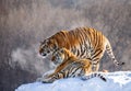 Pair of Siberian tigers in a snowy glade. China. Harbin. Mudanjiang province. Hengdaohezi park. Siberian Tiger Park.